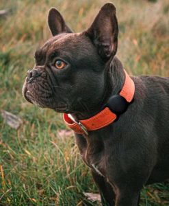theklips-coque-apple-airtag-pour-collier-chien-chat-silicone-noir-5